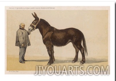 oung French Mule with Its Owner Monsieur Rimbault First Prize at the Niort Competition of 1865