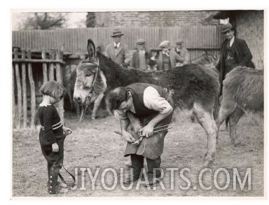 Shoeing (Hooving) a Donkey at a Farm in Deal