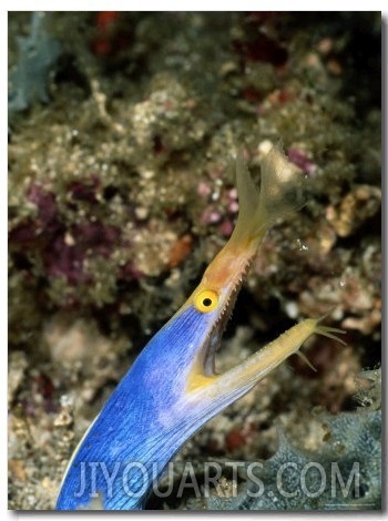 A Brilliant Blue and Gold Ribbon Eel