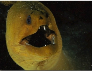 A Close View of a Green Moray Eel