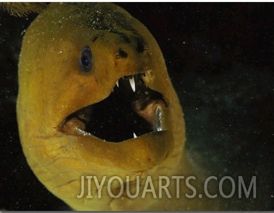 A Close View of a Green Moray Eel