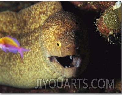 A Moray Eel Eyes a Small Fish