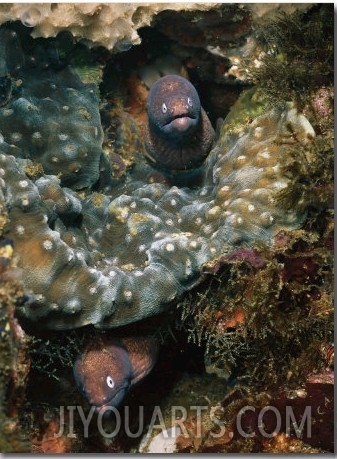 A Pair of Moray Eels (Gymnothorax Species) Poke out from Their Coral Burrows