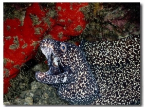 A Spotted Moray Eel Opens its Gaping Jaws