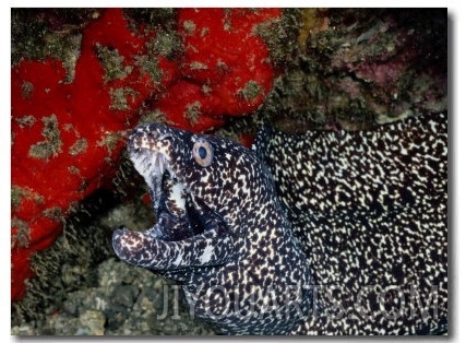 A Spotted Moray Eel Opens its Gaping Jaws
