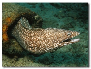 A Spotted Moray Eel Slithers out of His Coral Home