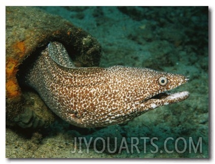 A Spotted Moray Eel Slithers out of His Coral Home