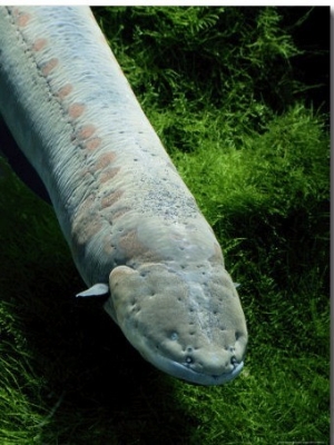 An Electric Eel