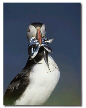 Atlantic Puffin, Close up of Adult with Sand Eels, Hebrides, Scotland