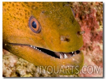 Closeup of a Giant Moray Eel, French Polynesia