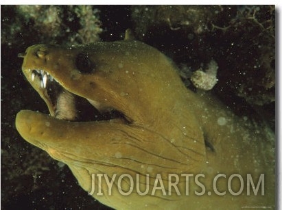 Close Up of a Green Moray Eel