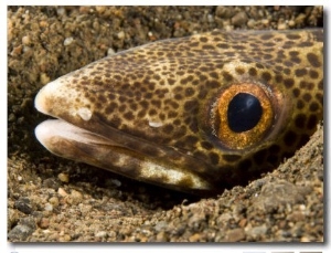 Closeup of a Snake Eel, Bali, Indonesia