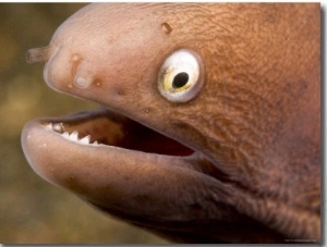 Closeup of a White Eyed Moray Eel, Bali, Indonesia