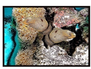 Yellow spotted Morays