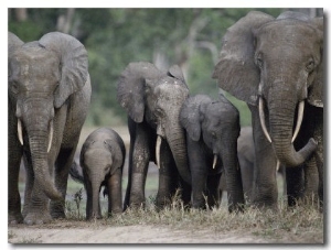 A Group of African Forest Elephants in a Clearing in the Forest