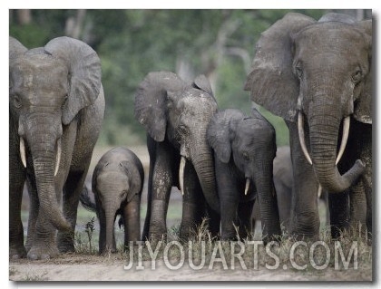 A Group of African Forest Elephants in a Clearing in the Forest