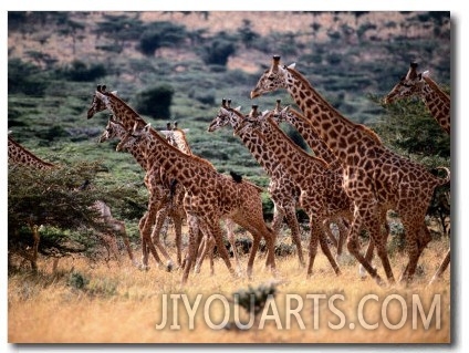 A Herd of Masai Giraffes on the African Plains