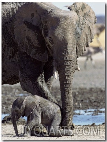 African Elephant Female Helping Baby (Loxodonta Africana) Etosha National Park, Namibia