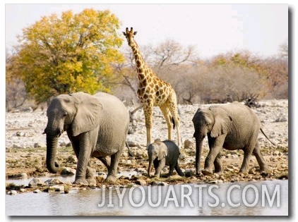 African Elephants and Giraffe at Watering Hole, Namibia