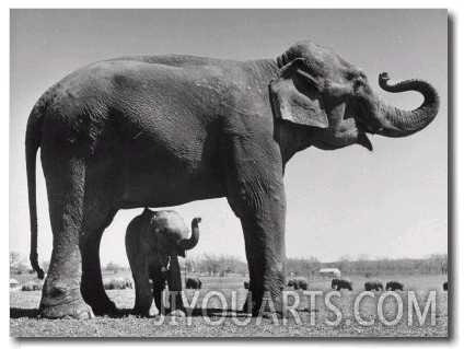 Butch, Baby Female Indian Elephant in the Dailey Circus, Standing Beneath Full Size Elephant