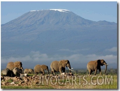 Elephants Backdropped by Mt. Kilimanjaro, Amboseli, Kenya