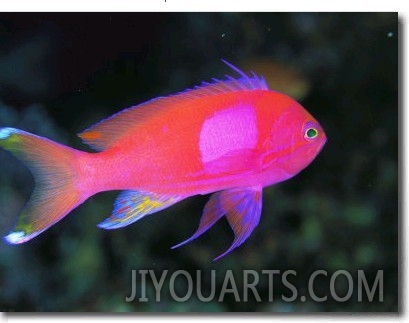 A Colorful Squarespot Anthias Fish, Pseudanthias Pleurotaenia