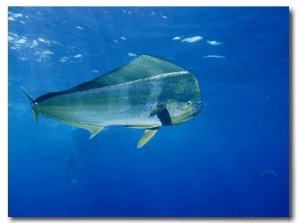 A Dolphin Fish Swims Near the Surface of the Ocean