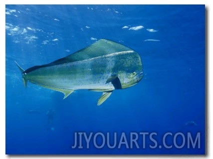 A Dolphin Fish Swims Near the Surface of the Ocean