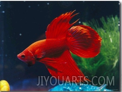 A Red Siamese Fighting Fish in an Aquarium