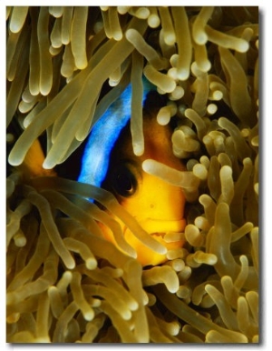 An Orange Fin Anemonefish Nestled in the Tentacles of a Sea Anemone