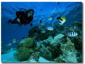 Diver Swimming with Butterfly Fish and Scissor Tail Sergeants