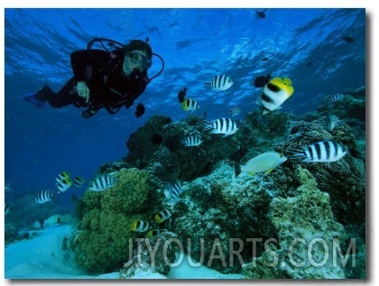 Diver Swimming with Butterfly Fish and Scissor Tail Sergeants