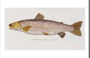 Hand Colored Enraving of a Salmon, 1785 1794