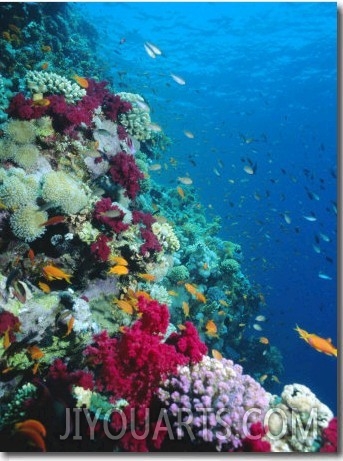 Huge Biodiversity in Living Coral Reef, Red Sea, Egypt