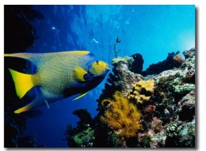 Queen Angelfish