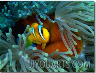 Red Sea Anemonefish(Amphiprion Bicinctus), Red Sea and Gulf of Aden, Egypt
