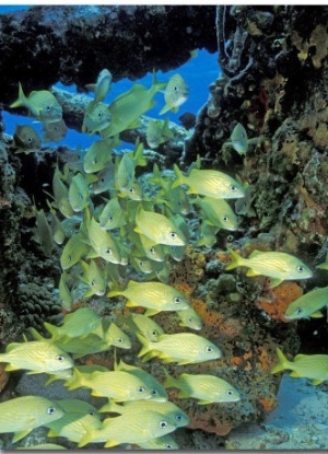 Schooling Bluestriped Grunts, Bahamas, Caribbean