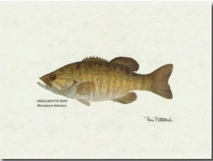 Smallmouth Bass Fish