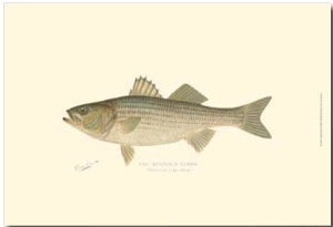 Striped Bass