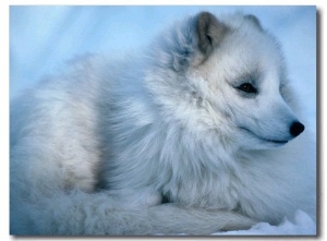 Close Up of an Arctic Fox (Alopex Lagopus), Canada