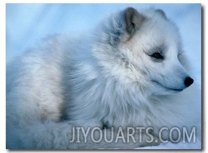 Close Up of an Arctic Fox (Alopex Lagopus), Canada