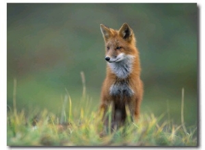 Red Fox