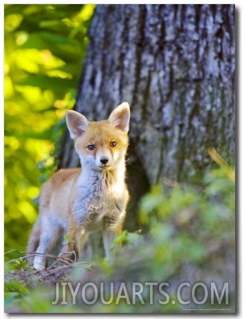 Red Fox, Fox Cub Standing Outside Den, Vaud, Switzerland