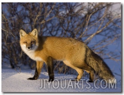 Redfox (Vulpes Vulpes), Churchill, Hudson Bay, Manitoba, Canada