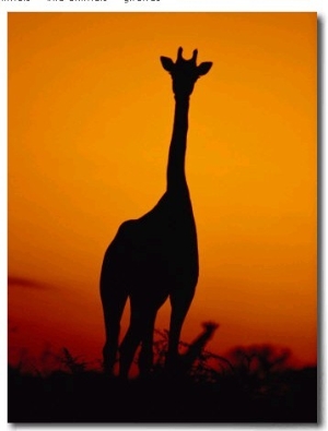 A Giraffe at Sunset in Chobe National Park