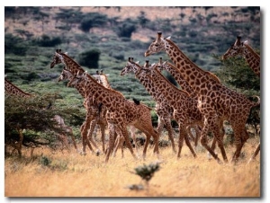 A Herd of Masai Giraffes on the African Plains