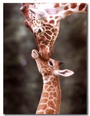 A Three Week Old Baby Giraffe with Its Mother at Whipsnade Zoo