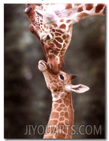 A Three Week Old Baby Giraffe with Its Mother at Whipsnade Zoo