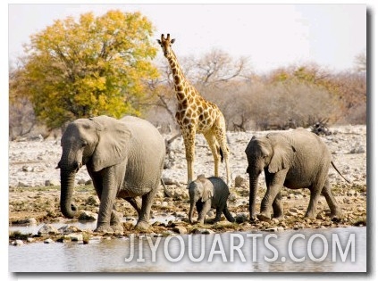 African Elephants and Giraffe at Watering Hole, Namibia