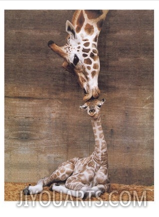 Giraffe, First Kiss